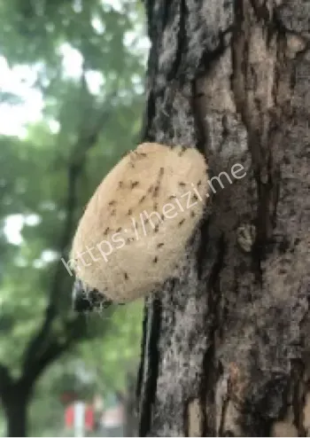 北京美国白蛾高峰